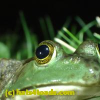 /home//u458753944/public_html/sourcegallery//Frogs/More bullfrogs/P7010206.JPG